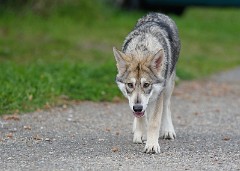DSC_4977_20_Wochen