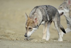 DSC_3602_16_Wochen