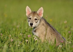 DSC_8051_Tag_54