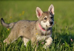 DSC_7991_Tag_54