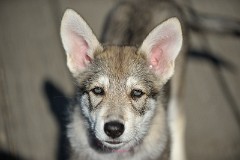 DSC_9646_Tag_60